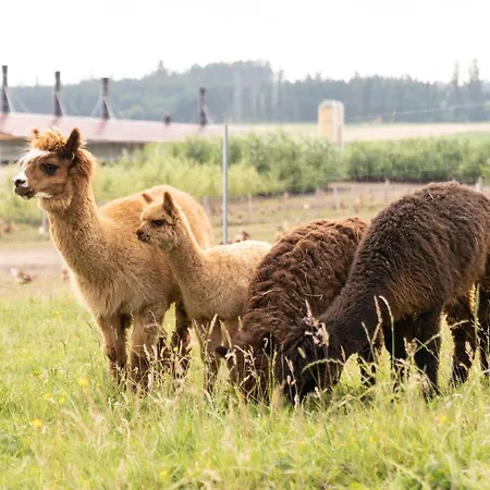 Waldblick Bräunlingen