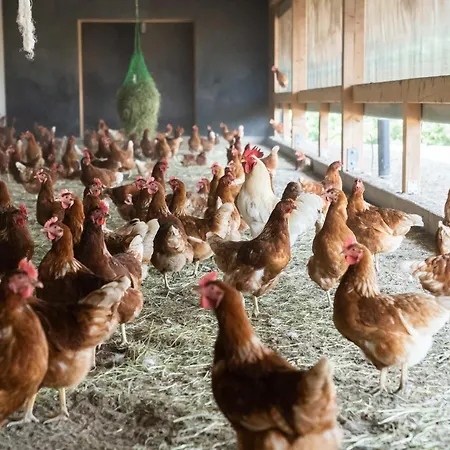 Waldblick דירה Bräunlingen