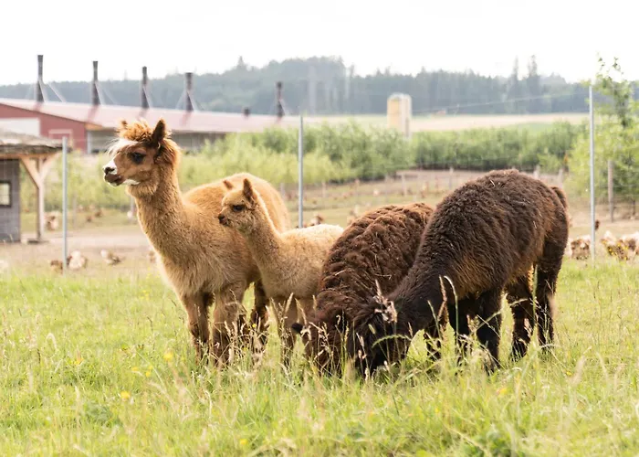 Waldblick Bräunlingen